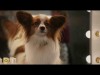 KUTYAPARÁDÉ (Show Dogs) - Magyar szinkronos előzetes (6)