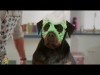 KUTYAPARÁDÉ (Show Dogs) - TV szpot (6)