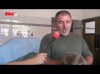 Diétáznia kell a hódnak